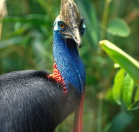 David Fleay Wildlife Park - Accommodation Melbourne