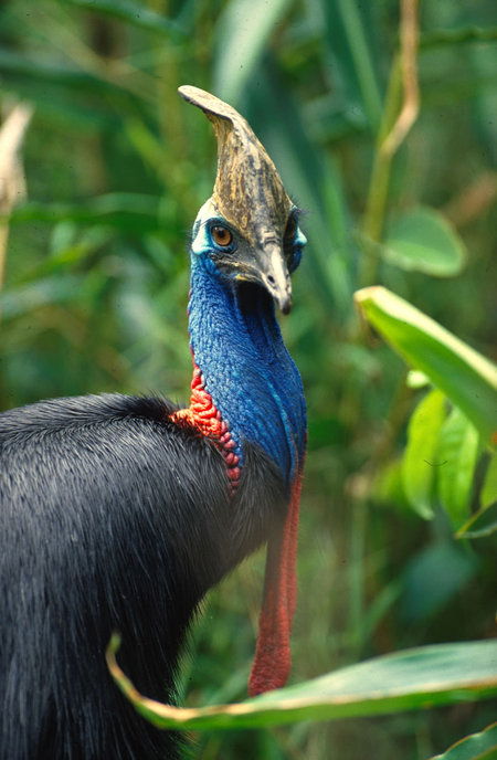 David Fleay Wildlife Park - Accommodation Melbourne 0