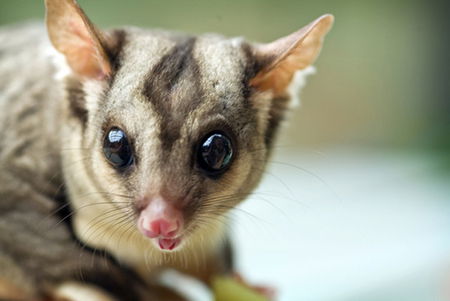 David Fleay Wildlife Park - Accommodation Melbourne 1
