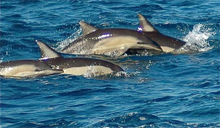 Dolphin Swim Australia - Accommodation Melbourne 0