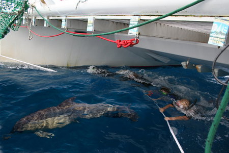 Dolphin Swim Australia - Accommodation Melbourne 1