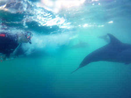 Dolphin Swim Australia - Accommodation Melbourne 2