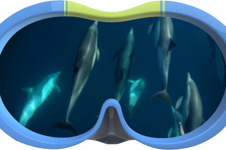 Dolphin Swim Australia - Accommodation Melbourne 3