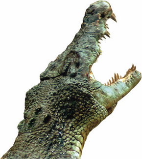 Crocodylus Park - Accommodation Melbourne 3