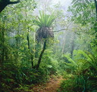 Lamington National Park and OReillys - Accommodation Melbourne