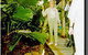 Daintree Rainforest River Trains - thumb 1