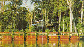 Daintree Rainforest River Trains - Accommodation Melbourne 3