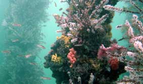 Underwater Sports Diving Centre - Accommodation Melbourne 2