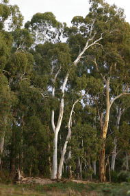 Heysen - The Cedars - Accommodation Melbourne 2