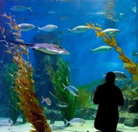 Melbourne Aquarium - Accommodation Melbourne