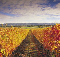 Link Tours - Accommodation Melbourne