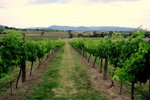 Link Tours - Accommodation Melbourne 2