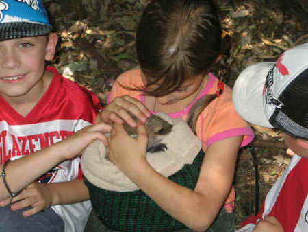 Koala Park Sanctuary - Accommodation Melbourne 3