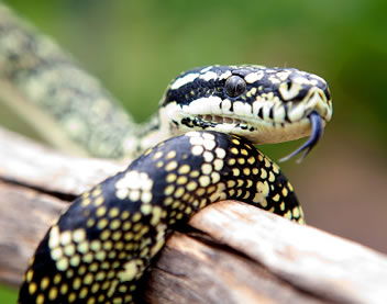 Reptile Encounters - Accommodation Melbourne 0
