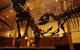 Australian Museum - thumb 1