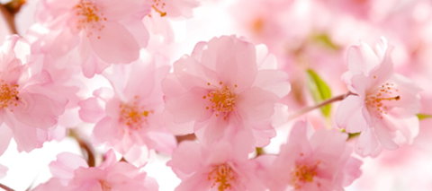 Sakura Day Spa - Accommodation Melbourne 1