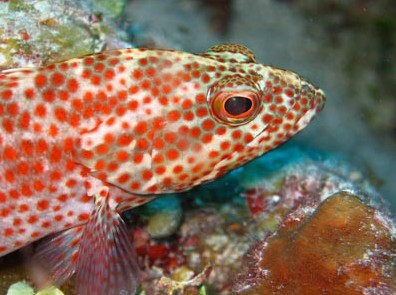 Snorkel Safari Brisbane - Accommodation Melbourne 3