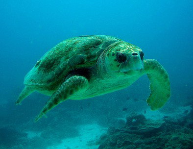 Snorkel Safari Brisbane - Accommodation Melbourne 4