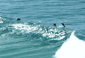 Beach Trekkers North Stradbroke Island - Accommodation Melbourne 2