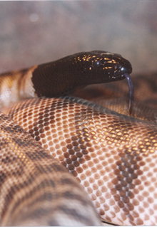 Armadale Reptile & Wildlife Centre - Accommodation Melbourne 4