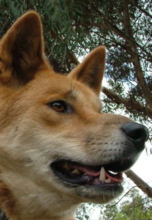 Armadale Reptile & Wildlife Centre - Accommodation Melbourne 5