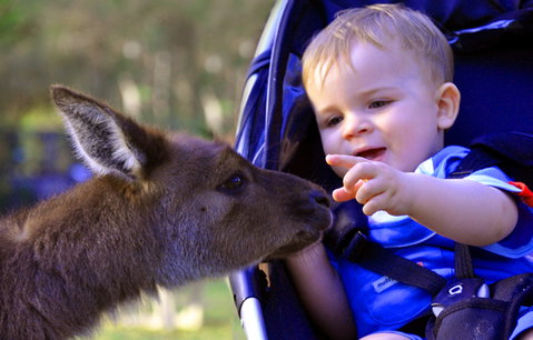 Australian Reptile Park - Accommodation Melbourne 6