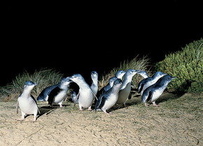 Phillip Island Penguin Parade - Accommodation Melbourne 3