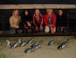 Phillip Island Penguin Parade - Accommodation Melbourne 4