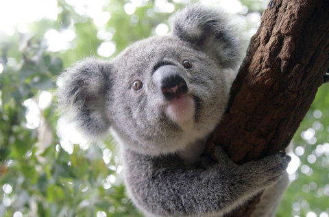 Lone Pine Koala Sanctuary - Accommodation Melbourne 3