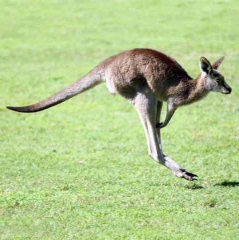 Lone Pine Koala Sanctuary - Accommodation Melbourne 4