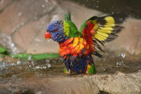 Lone Pine Koala Sanctuary - Accommodation Melbourne 5