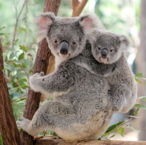 Lone Pine Koala Sanctuary - Accommodation Melbourne 6