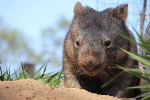 Lone Pine Koala Sanctuary - Accommodation Melbourne 7