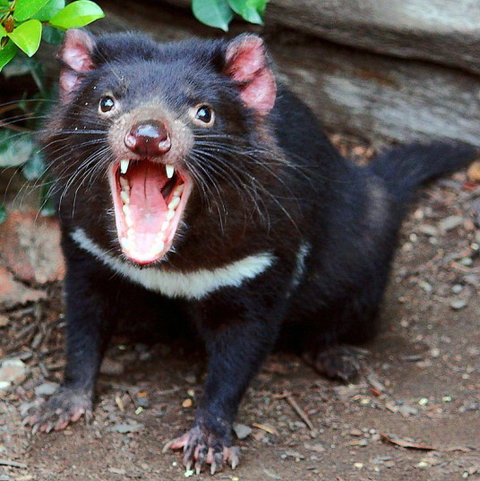 Lone Pine Koala Sanctuary - Accommodation Melbourne 8