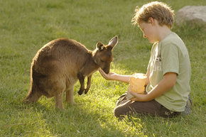 Cleland Wildlife Park - Accommodation Melbourne 4