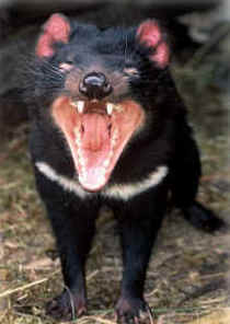 Zoo Doo Wildlife Park - Accommodation Melbourne 4