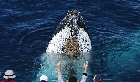 Spirit Of Gold Coast Whale Watching - Accommodation Melbourne 1