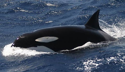 Spirit Of Gold Coast Whale Watching - Accommodation Melbourne 2