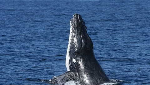 Spirit Of Gold Coast Whale Watching - Accommodation Melbourne 3