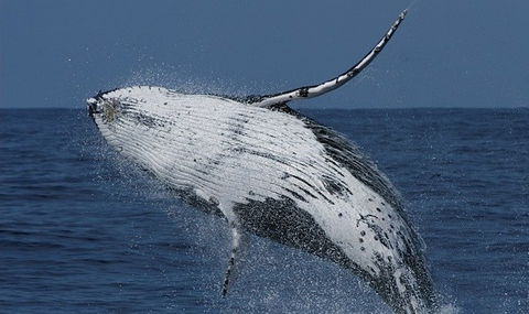 Spirit Of Gold Coast Whale Watching - Accommodation Melbourne 4