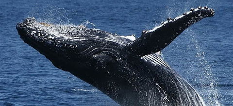 Spirit Of Gold Coast Whale Watching - Accommodation Melbourne 5
