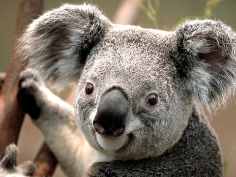 Potoroo Palace - Accommodation Melbourne 0
