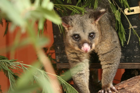 Potoroo Palace - Accommodation Melbourne 3