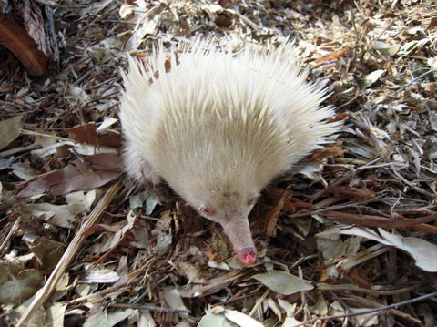 Potoroo Palace - Accommodation Melbourne 4
