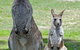 Potoroo Palace - thumb 5
