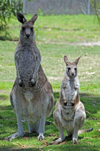 Potoroo Palace - Accommodation Melbourne 5