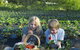 Blue Hills Berries & Cherries - thumb 0