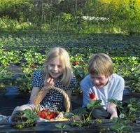 Blue Hills Berries  Cherries - Accommodation Melbourne