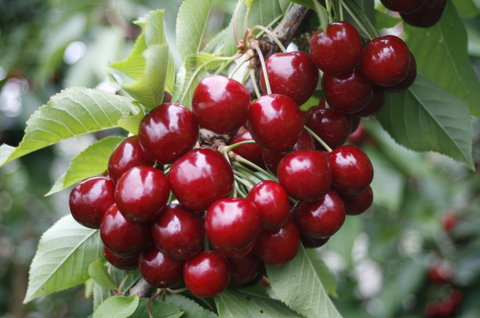 Blue Hills Berries & Cherries - Accommodation Melbourne 2