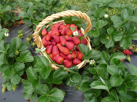 Blue Hills Berries & Cherries - Accommodation Melbourne 3